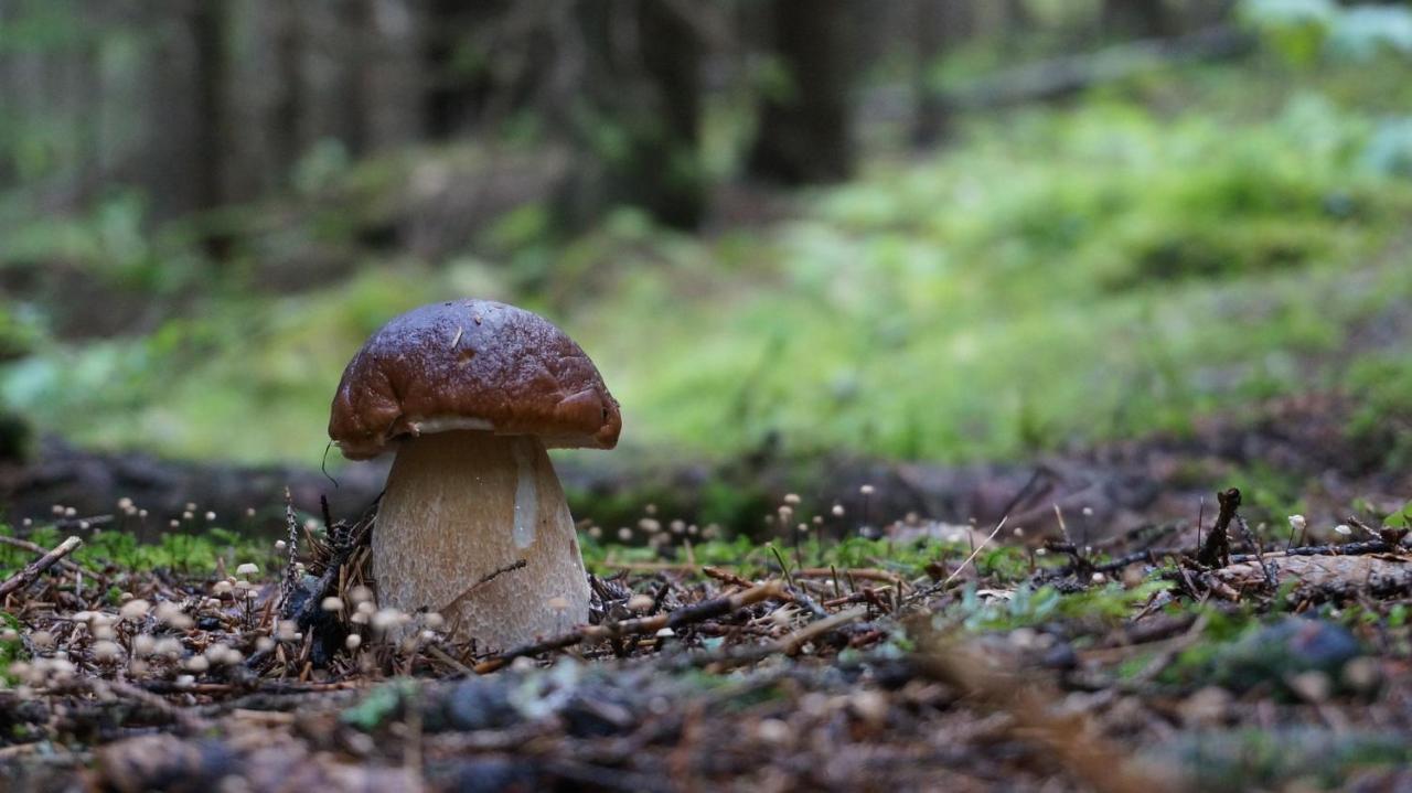 Le Vallon D'Armandine, Gite Ecologique Auvergne Saint-Hilaire  Exterior foto